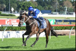 Cox Plate 2017 On Cards for Scales Of Justice